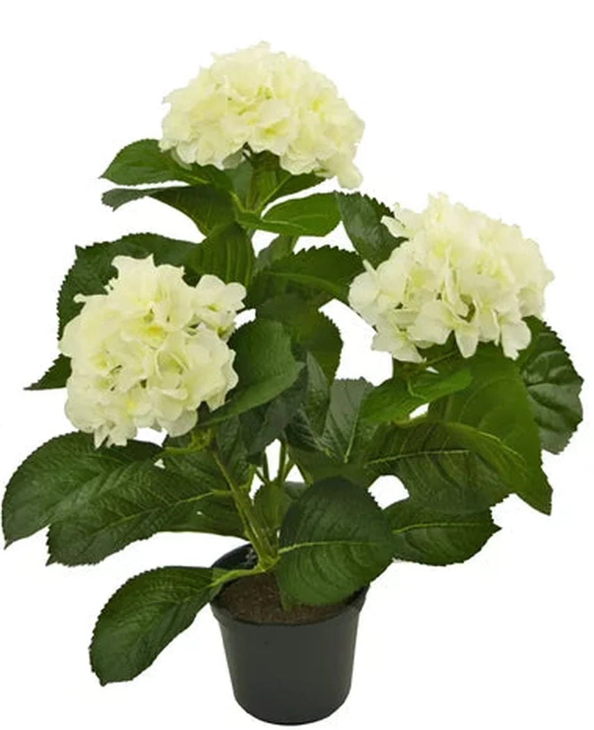 Presentamos la Planta Artificial Hortensia Blanca UV 35 cm, una planta artificial realista con tres ramos de flores de hortensias de color blanco claro y exuberantes hojas verdes, bellamente diseñadas para parecerse a flores reales, presentadas sobre un fondo blanco radiante.