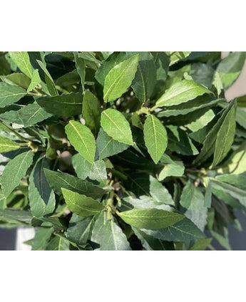 Een close-up van de Kunstplant Laurier UV d30 cm toont de levendige groene bladeren met gedetailleerde textuur en zichtbare aderpatronen onder natuurlijk licht.