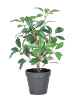 De Kunst Laurier in pot UV 43 cm is een kleine, weelderige groene potplant met meerdere stengels en ovale bladeren, gepresenteerd in een eenvoudige zwarte plastic pot tegen een witte achtergrond.