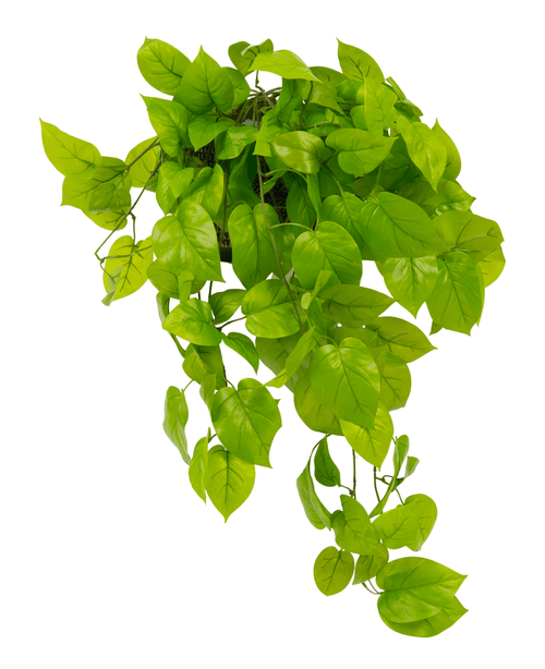 El arbusto artificial Pothos Deluxe de 90 cm tiene hojas realistas y de un verde vibrante en forma de corazón que caen en cascada, ideal para añadir una exuberante vegetación a cualquier espacio. En la foto aislado sobre un fondo blanco.