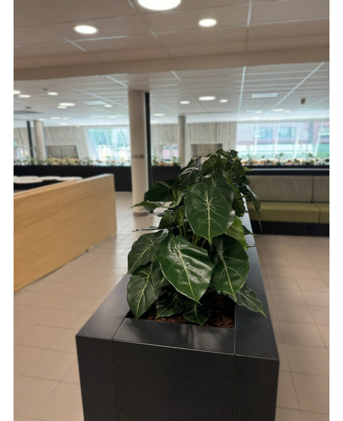 Una hilera de exuberantes plantas de interior verdes, con la planta artificial Syngonium UV de 58 cm en una maceta rectangular negra, crea un oasis verde en esta oficina moderna con suelos de baldosas, grandes ventanales y muebles luminosos.