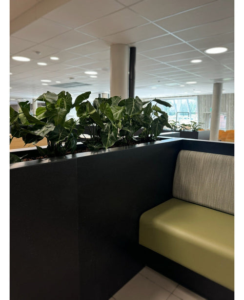 Una moderna zona de estar interior tiene un sofá verde con cojines, dividido por un panel negro con la Planta Artificial Syngonium UV de 58 cm. Grandes ventanales y luces de techo llenan el espacio de luz y crean un oasis verde y abierto.