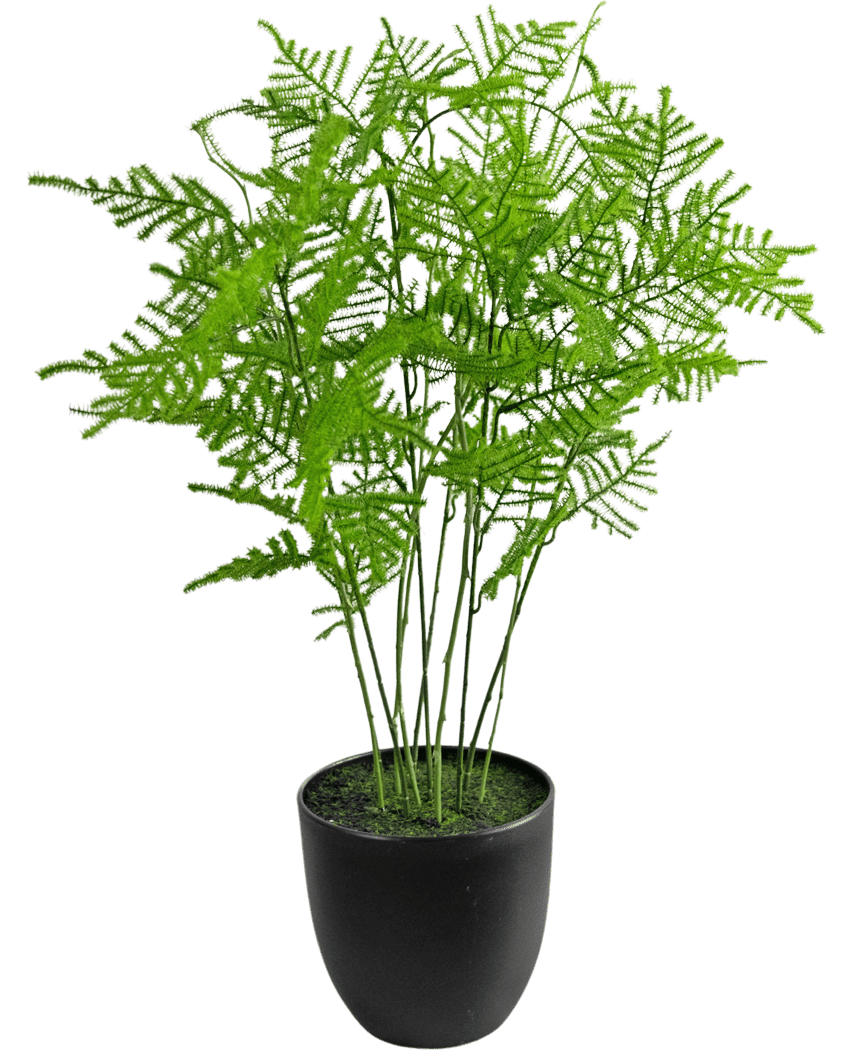 La planta artificial Espárragos de 59 cm tiene hojas verdes exuberantes y delicadas en una elegante maceta negra, sobre un fondo blanco fresco.