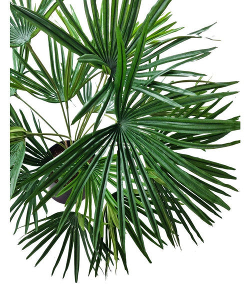 La planta artificial Baby Palm Fan en maceta UV 50 cm tiene grandes hojas verdes en forma de abanico con segmentos largos y puntiagudos, ideal para dar un exuberante toque tropical a interiores con macetas decorativas.