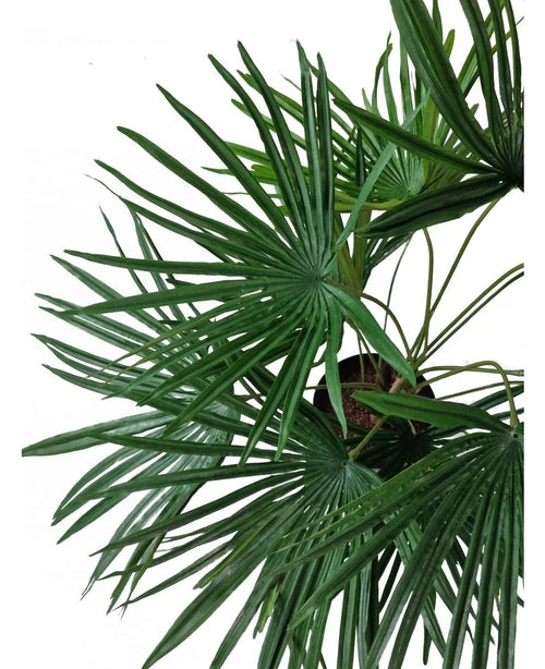 Vista superior de la planta artificial Baby Palm Fan en maceta UV 50 cm, con exuberantes hojas verdes en forma de abanico que irradian de elegantes macetas decorativas sobre un fondo blanco.