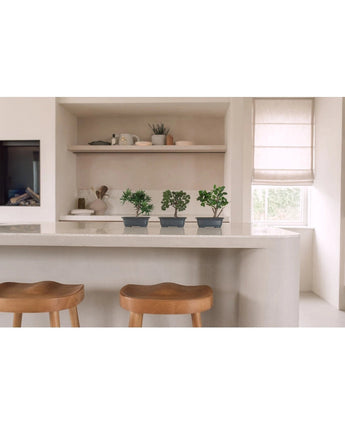 Una cocina moderna con dos taburetes de madera sobre una encimera blanca. Sobre el mostrador hay tres plantas en maceta Bonsai Artificial Ficus de 20 cm. Al fondo hay estanterías decorativas y una ventana con una persiana beige.