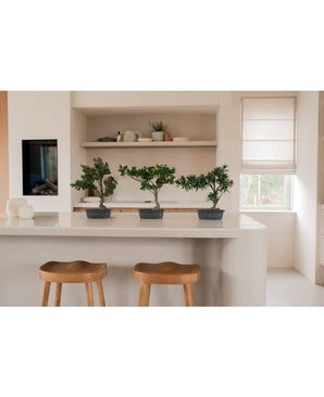 Drie Kunstplant Bonsai Ficussen van 40 cm in rechthoekige potten staan op een wit keukeneiland met twee houten krukjes. Planken met borden en planten, een raam en zachte verlichting maken de minimalistische inrichting compleet.