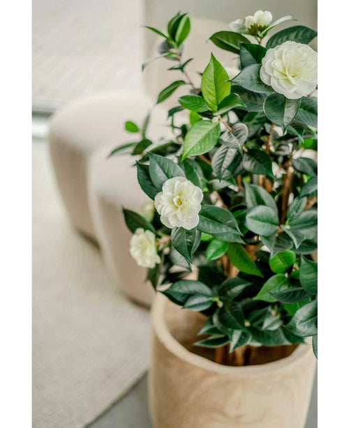 La planta Artificial Camellia japonica de 100 cm con hojas verdes brillantes y flores blancas se coloca en el interior junto a una silla ligera y una alfombra texturizada.