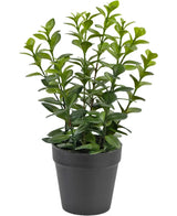 De Kunstplant Chlorophytum 28 cm heeft meerdere rechtopstaande groene stelen met glanzende, ovaalvormige bladeren in een eenvoudige zwarte plastic pot, perfect om elke ruimte op te fleuren.