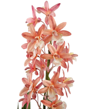 La Planta Artificial Cymbidium 58 cm rosa tiene orquídeas de color rosa y melocotón con un corazón pálido y una garganta moteada, que florecen sobre tallos verdes sobre un fondo blanco.