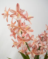 El Cymbidium artificial rosa de 58 cm tiene orquídeas de color rosa claro y melocotón con tallos y hojas verdes sobre un fondo blanco liso.