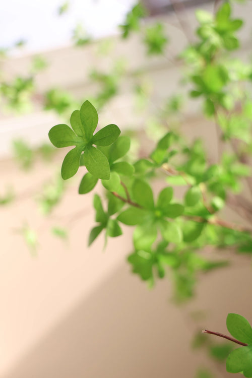 Un primer plano de la planta artificial Enkianthus de 210 cm muestra hojas de color verde vibrante en forma de estrella en ramas delgadas, sobre un fondo suave y neutro, enfatizando su apariencia fresca y saludable.