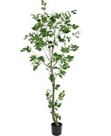 La Planta Artificial Ficus 210 cm es un árbol artificial alto con varias ramas delgadas y hojas verdes exuberantes en una pequeña maceta negra, sobre un fondo blanco liso.