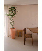 La planta artificial Ficus de 210 cm de altura se alza junto a cortinas transparentes en una habitación minimalista y neutra con una silla rústica de madera, un llamativo pequeño taburete de madera y una mesa de madera.