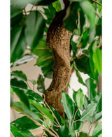 Een close-up van de Kunstplant Ficus Crazy 120 cm toont de bruine stam met textuur en de levendig groene bladeren. Er staat een gekleurde plant vlakbij, met een zacht vervaagde achtergrond die het levensechte gebladerte van de kunstboom benadrukt.