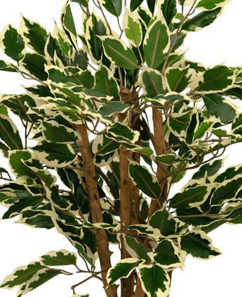Een close-up van de Kunstplant Ficus Groen/wit 90 cm, met groene bladeren omrand in crèmewit en meerdere bruine stengels, tegen een effen witte achtergrond.
