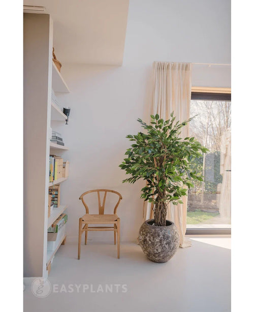 Una silla de madera y la planta artificial Ficus Tropical Liana de 150 cm se encuentran junto a una estantería y una ventana con cortinas en una habitación luminosa y minimalista, ideal para la decoración de la oficina.