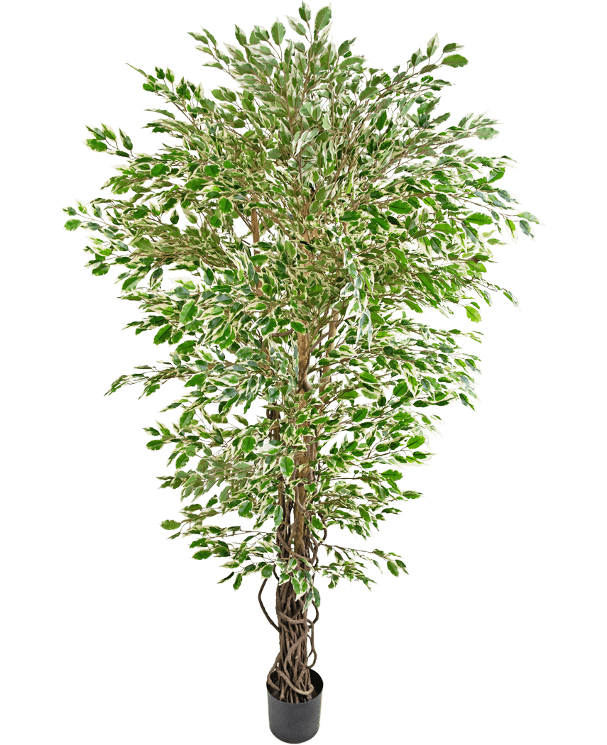 La Planta Artificial Ficus Liana Hawaiana de 180 cm es un árbol artificial alto con hojas de colores verdes y blancos en una maceta negra, sobre un fondo blanco liso.