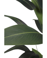 Close-up van grote, overlappende donkergroene bladeren met zichtbare nerven van de Kunstplant Heliconia 180 cm, tegen een witte achtergrond - ideaal voor iedereen die kunstplanten wil kopen of zijn decor wil verfraaien met een heliconia kunstplant.