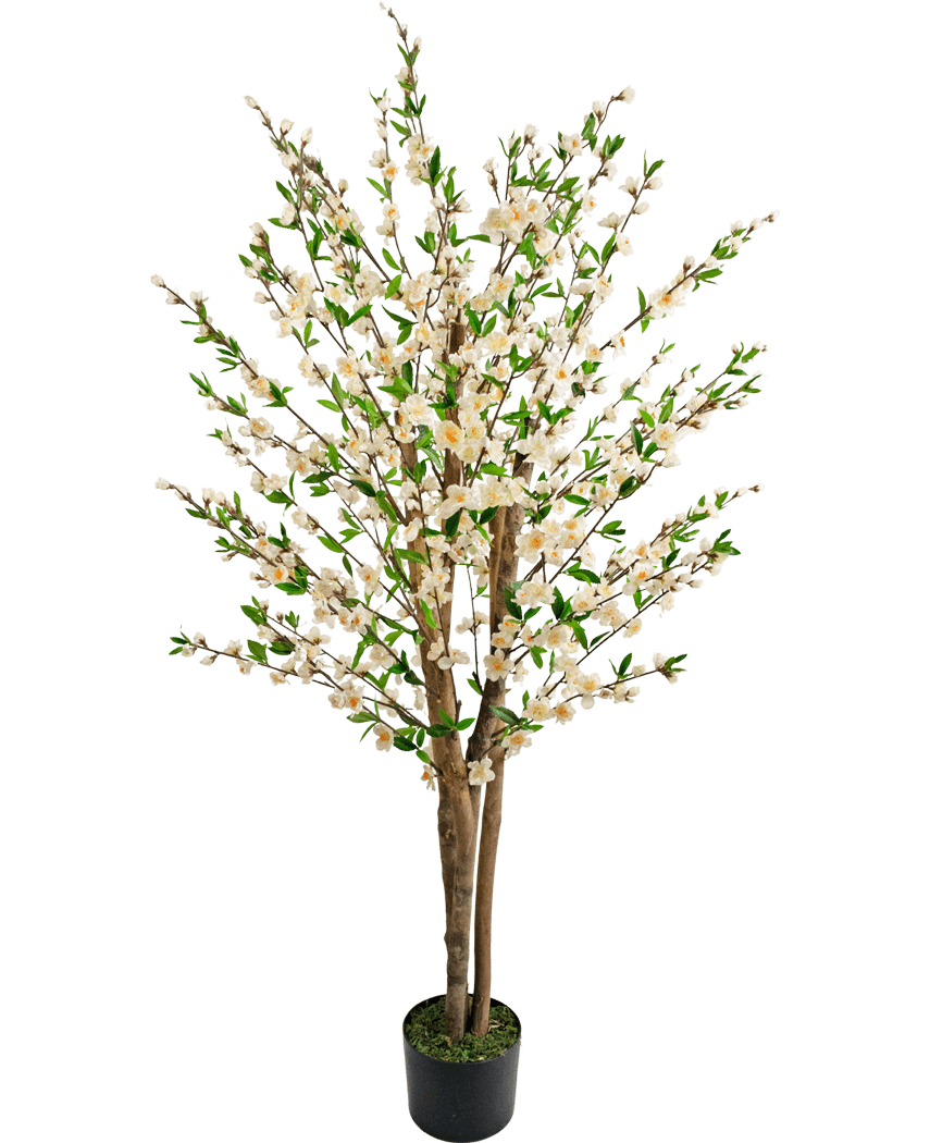 La planta de cerezo artificial color crema de 150 cm tiene múltiples troncos marrones, hojas verdes y ramos de pequeñas flores blancas en un árbol artificial en una maceta sobre un fondo blanco liso.