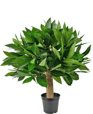 La planta Laurel Artificial UV d33 cm tiene un diseño compacto y frondoso de color verde con un tronco grueso y un follaje vibrante, sobre un fondo blanco liso.