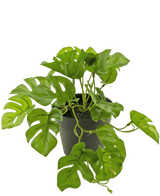 Una Planta Artificial Monstera de 18 cm en maceta.