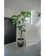Una planta artificial Monstera de 210 cm se encuentra en una maceta sobre un suelo gris junto a una escalera blanca con barandilla curva en un interior moderno y minimalista. A la izquierda se ve una puerta negra.