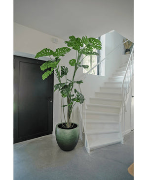 Una planta artificial Monstera de 210 cm se encuentra en una maceta sobre un suelo gris junto a una escalera blanca con barandilla curva en un interior moderno y minimalista. A la izquierda se ve una puerta negra.