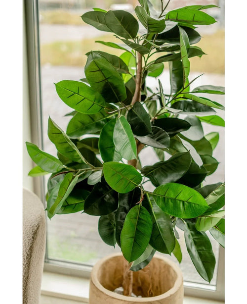 La Planta de Caucho Artificial 150 cm se coloca cerca de una ventana. Las grandes hojas de color verde oscuro brillante captan la luz natural y dan a cualquier habitación un aspecto elegante.