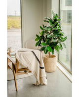 Een gezellige hoek heeft een stoel met een crèmekleurige deken, een kleine ronde tafel en de Kunstplant Rubberplant 150 cm in elegante potten naast ramen van vloer tot plafond die de ruimte vullen met natuurlijk licht.
