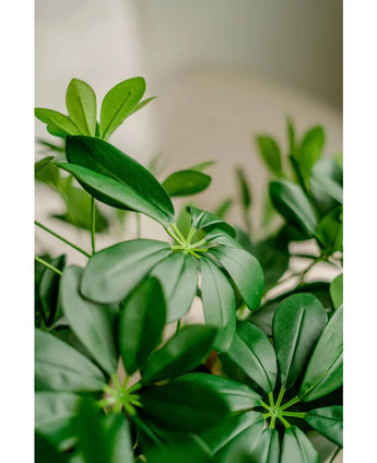 Close-up van de weelderige, groene bladeren van de Kunstplant Schefflera 120 cm, met zacht natuurlijk licht dat het gladde, glanzende blad benadrukt. Deze kunstparapluplant steekt prachtig af tegen een zacht onscherpe achtergrond.