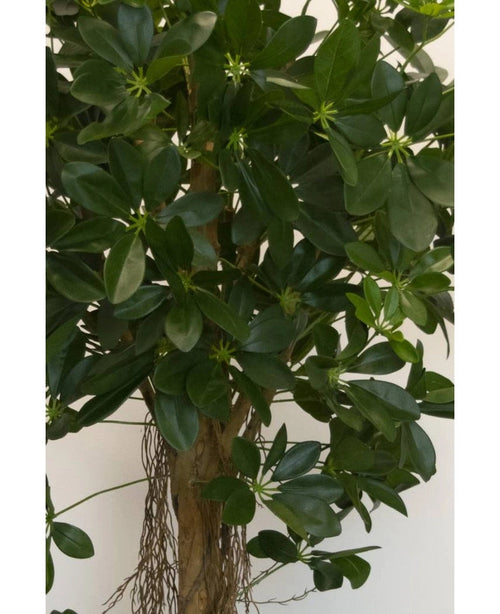 Primer plano de la planta Schefflera artificial de hoja pequeña, 150 cm, con hojas anchas de color verde brillante y pequeños cogollos en forma de estrella, además de un tallo marrón y raíces colgantes, ideal para macetas decorativas elegantes sobre cualquier fondo neutro.