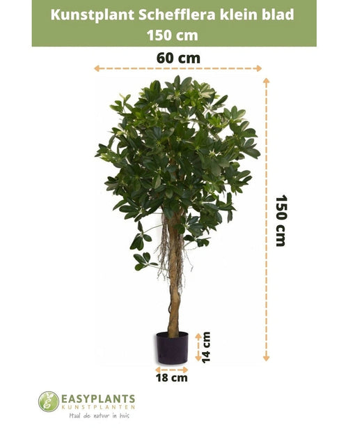 La Schefflera Artificial hoja pequeña 150 cm tiene hojas pequeñas en una maceta decorativa, mide 150 cm de alto, 60 cm de ancho, con una altura de maceta de 14 cm y un diámetro de 18 cm. Las medidas están indicadas con flechas.