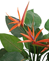 Close-up van de Kunstplant Strelitzia 120 cm, met levendige oranje en paarse paradijsvogelbloemen met grote groene bladeren tegen een lichte achtergrond.