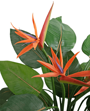 Detalle de la Planta Artificial Strelitzia de 120 cm, con vibrantes flores de ave del paraíso de color naranja y violeta con grandes hojas verdes sobre un fondo claro.