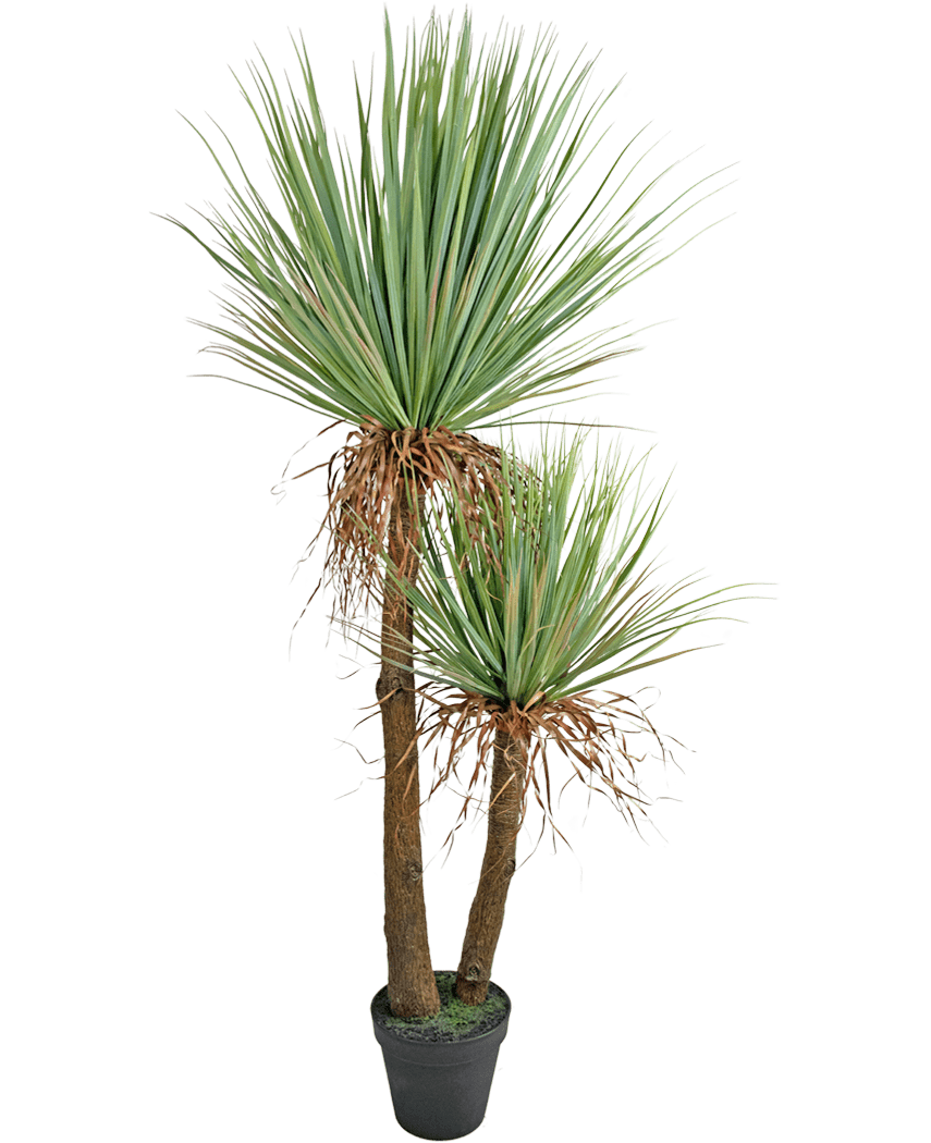 La planta Yucca Artificial Deluxe de 153 cm tiene dos troncos altos de color marrón con textura y manojos de hojas verdes largas y puntiagudas y algunas hojas inferiores secas sobre un fondo blanco.