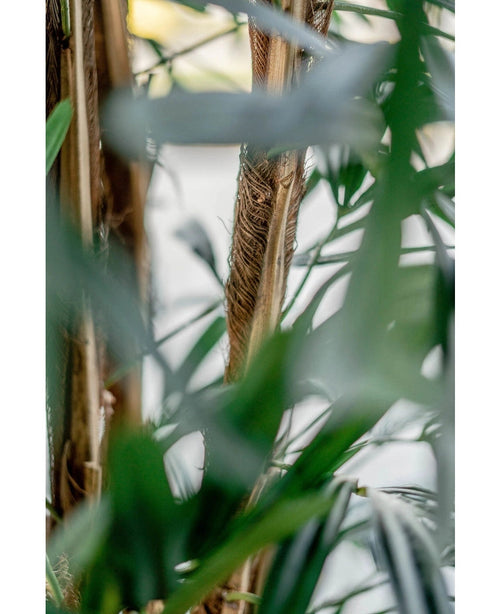 Primer plano de hojas de palma verdes y tallos marrones en la planta artificial Artificial Lady Palm de 180 cm, con un aspecto tropical natural, suavemente brumoso. La luz se filtra suavemente a través del follaje del fondo.