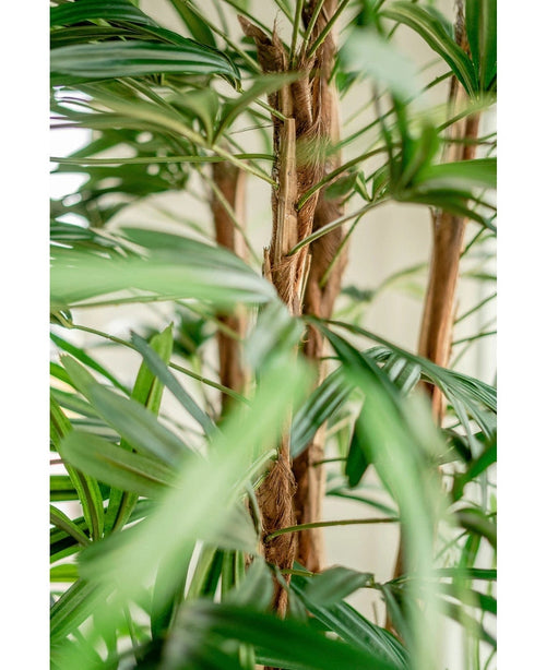 Primer plano de la palmera artificial Lady de 210 cm, con sus hojas verdes, largas y estrechas y sus esponjosos tallos marrones sobre un fondo claro y suave.