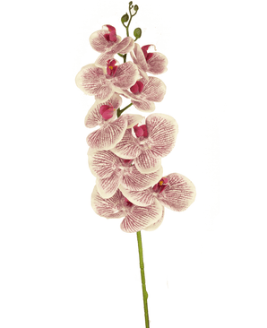 Orquídea artificial Real Touch Deluxe 105 cm fucsia/blanco