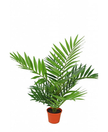 Palmera artificial Parlour 60 cm