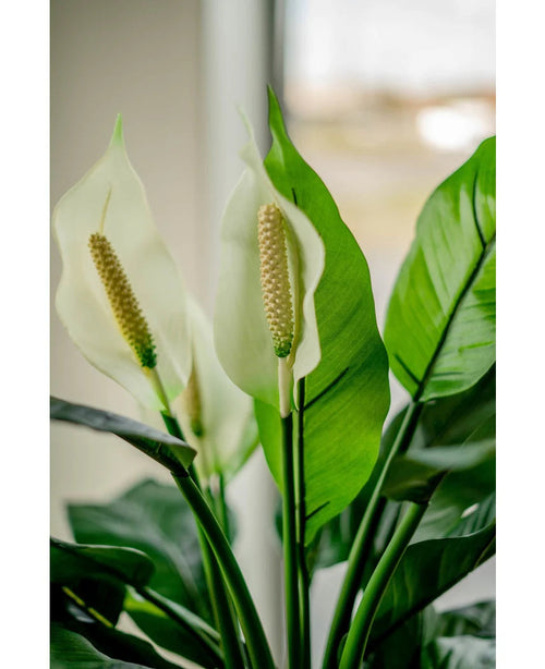 Primer plano de la planta artificial Spathiphyllum blanca de 85 cm, con dos flores blancas y exuberantes hojas verdes, mostrada en el interior con luz natural brillando a través de un fondo de ventana suavemente descolorido.
