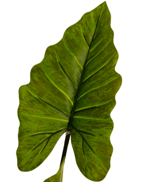 Planta artificial Alocasia 150 cm