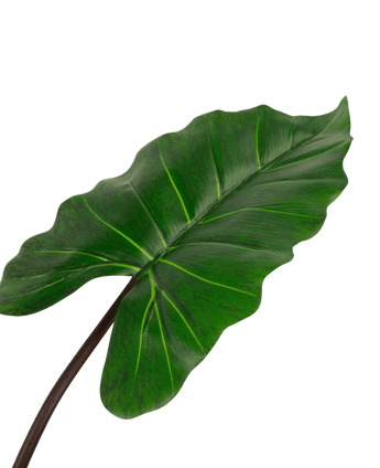 Planta artificial Alocasia 180 cm