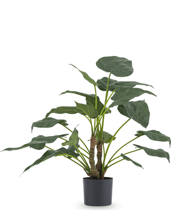 Planta artificial Alocasia Cucullata 53 cm