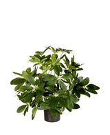 Planta artificial Baby Schefflera 45 cm