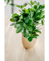 Planta artificial Baby Schefflera 45 cm