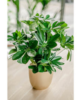 Planta artificial Baby Schefflera 45 cm