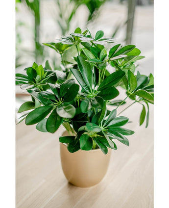 Planta artificial Baby Schefflera 45 cm