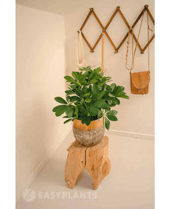 Planta artificial Baby Schefflera 45 cm