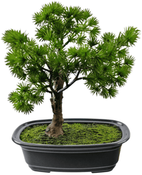 Planta artificial Bonsai Juniper 20 cm